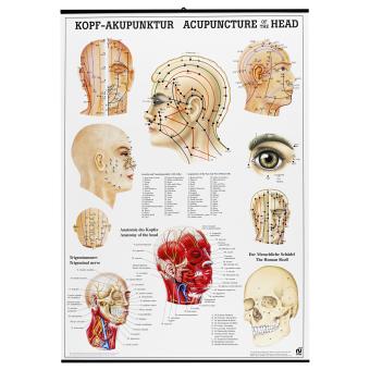 Kopfakupunktur Poster - Deutsch/Englisch 