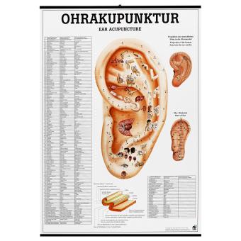 Affiche d'acupuncture d'oreille allemand / anglais 