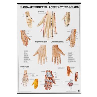 Hand acupuncture posters - German/English 