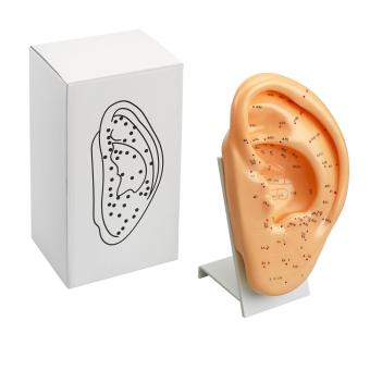 Modello di agopuntura dell'orecchio - grande 