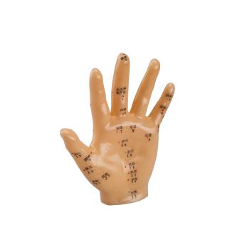 Modelo de mano para acupuntura escala 3:2 