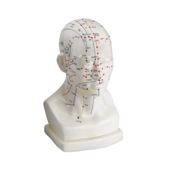 Tête masculine d'acupuncture - 20 cm 