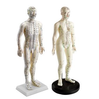 Akupunktur Körpermodelle 