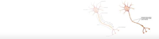 Five Point Nerve Regeneration Peripheral Neuropathy  Protocol 